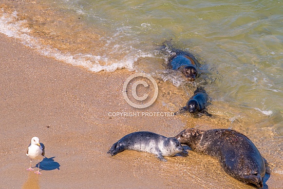 Harbor Seals with Pups