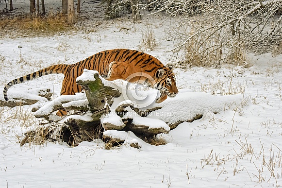 Amur Tiger