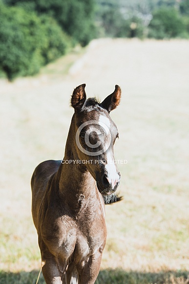 Warmblood Mare and Foal