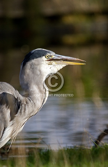 Grey heron