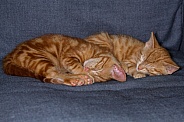 Two red kittens