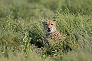 Cheetah looking up from the brush