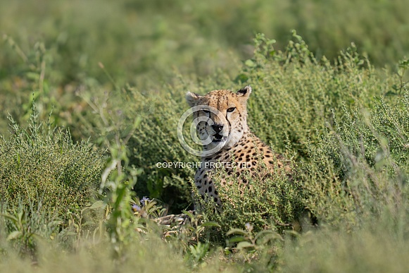 Cheetah looking up from the brush