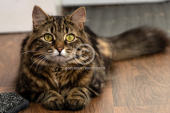 Domestic Cat Lying Down Looking At Camera