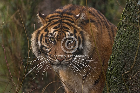 Sumatran Tiger Looking Out From Behind A Tree Sumatran Tiger Looking Out From Behind A Tree