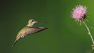 Female Rivoli's or Magnificent Hummingbird