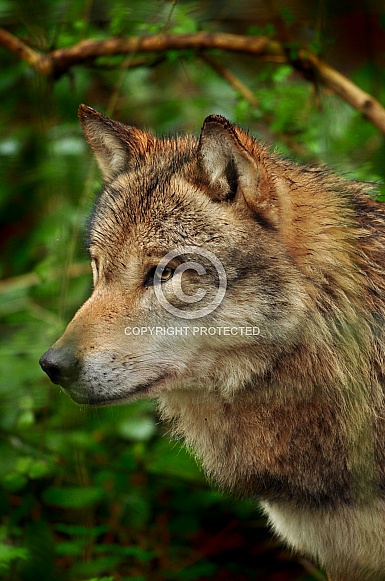 European Grey Wolf (Canis lupus lupus