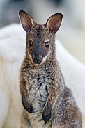 Young Kangaroo