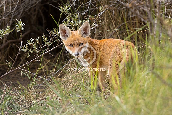 Young red fox cub in nature