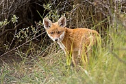 Young red fox cub in nature
