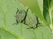 Green Shieldbug