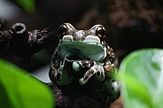 Amazon milk frog (Trachycephalus resinifictrix)