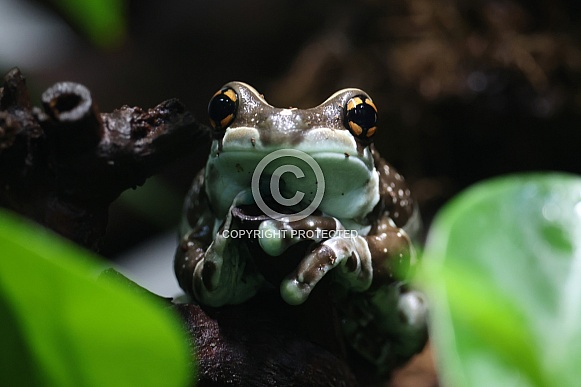 Amazon milk frog (Trachycephalus resinifictrix)