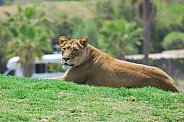 Lioness