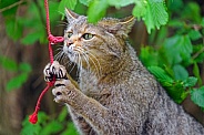 Wildcat playing with a rope
