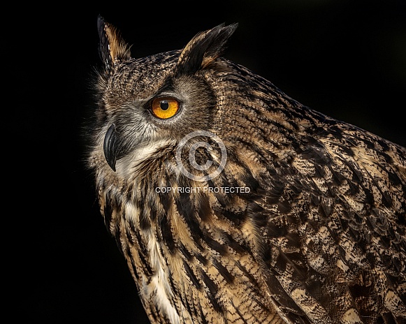 Eurasian Eagle Owl