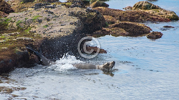 California Sea Lion