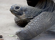 Galapagos Tortoises Up Close