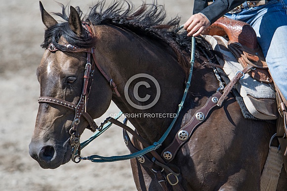 Horse in Western Tack