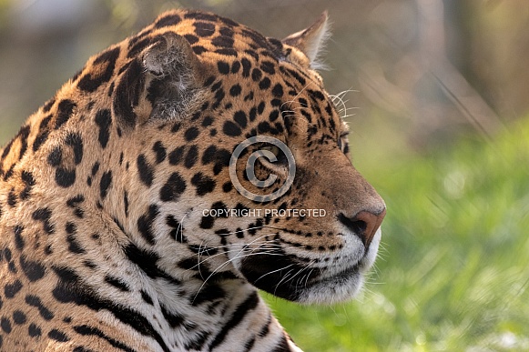 Jaguar Close Up Side Profile
