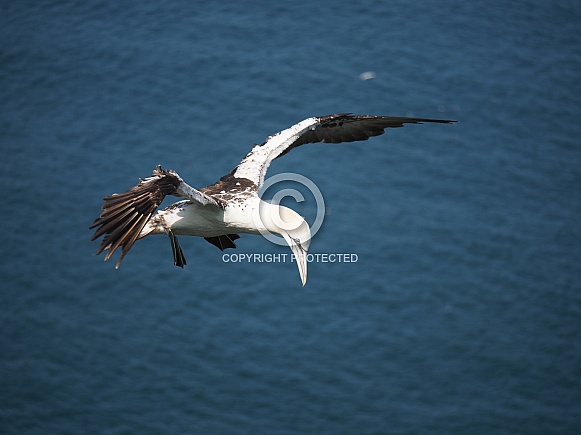 Gannet