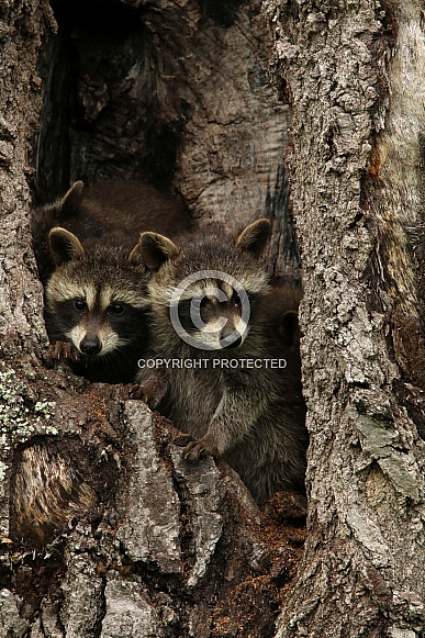 Baby Raccoons