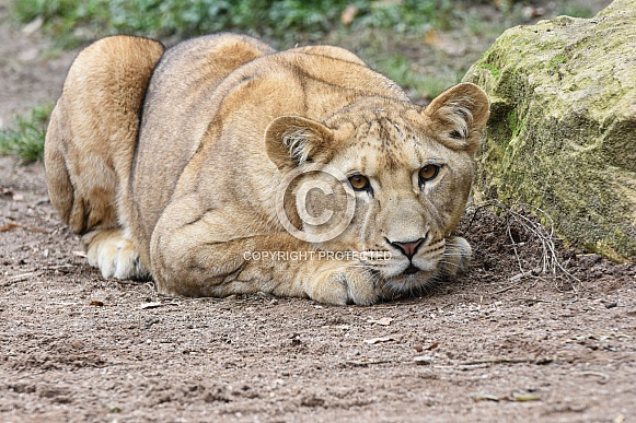 African Lion