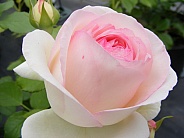 Rose Harmony