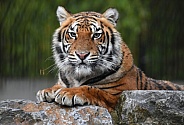 Bengal Tiger
