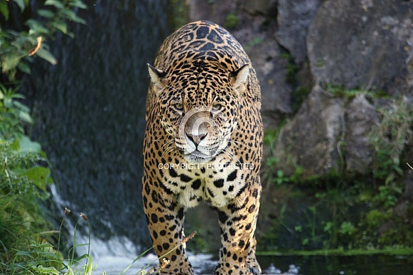 Male Jaguar and Waterfall