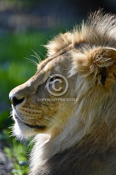 African Lion