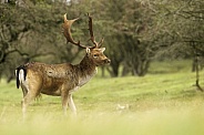 Fallow Deer