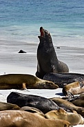 Galapagos Sea Lion - Galapagos Islands - Ecuador