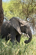 Elephant walking through the grass in the shade