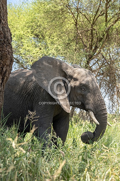 Elephant walking through the grass in the shade Elephant walking through the grass in the shade