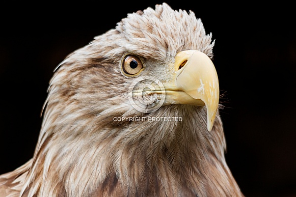 White Tailed Fish Eagle Face Shot White Tailed Fish Eagle Face Shot