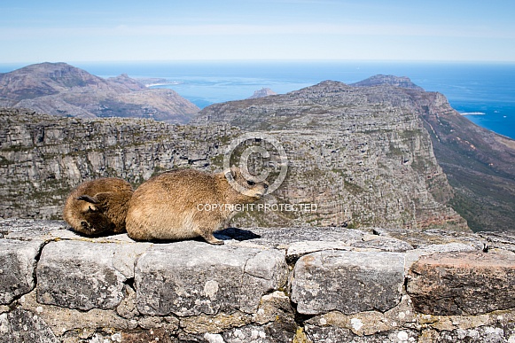 Dassies on table mountain