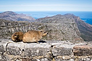 Dassies on table mountain