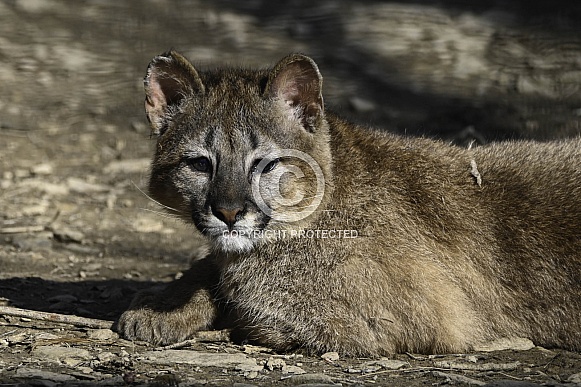 Mountain lion Mountain lion
