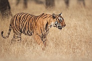 Beautiful tiger in the nature habitat. Tiger pose in amazing light. Wildlife scene with wild animal. Indian wildlife. Indian tiger. Panthera tigris tigris.