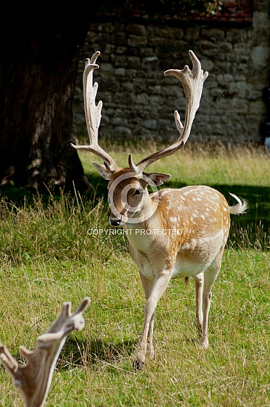 Spotted deer