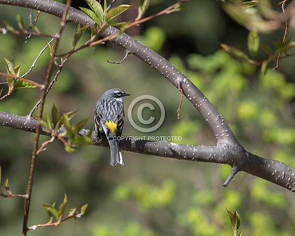Male Yellow-rumped Warbler in Alaska Male Yellow-rumped Warbler in Alaska
