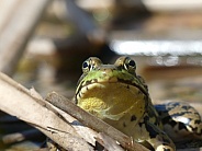 Green Frog Frontal