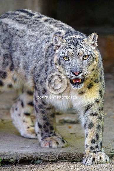 Snow leopard walking