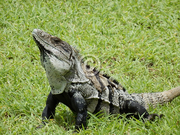 Mexican Spinytail Iguana Mexican Spinytail Iguana