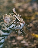 Asian Leopard cat