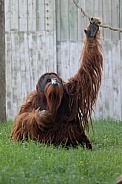 Orangutan