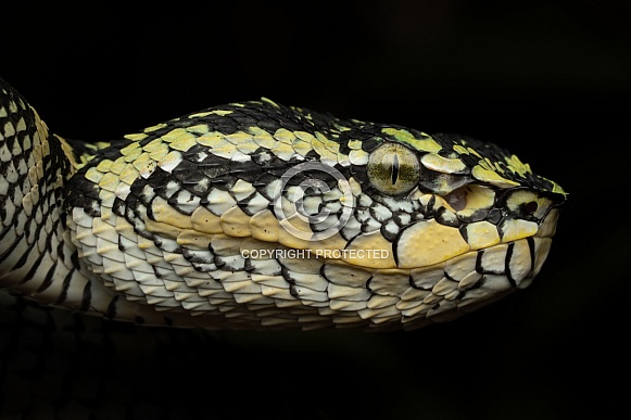 Wagler's Pit Viper