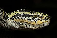 Wagler's Pit Viper
