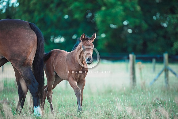 Bay Mare and filly Foal